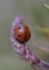 Coccinella_single_1285.jpg