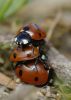 Coccinelle_triangolo_1246.jpg