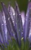 METAL_LILLA_0049B.jpg