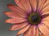 PETALI_CALDI_0044A.jpg