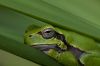 RANETTA_VERDE_KFA6780.jpg