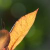 _IGP0951-2.jpg