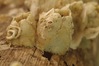 2018-macro-10.jpg