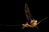 2018-macro-11.jpg