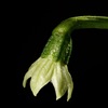 Carolina_Reaper_2.jpg