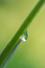 Nome del file=Criveller_verde.jpg
Dimensione del file=288KiB
Dimensioni=930x1400
Aggiunta il=31 Lug 2014 Criveller_verde.jpg