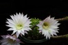 K3_00295.JPG