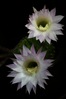 K3_00299.JPG