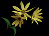 Nome del file=billa62_giallo.jpg
Dimensione del file=240KiB
Dimensioni=1400x1046
Aggiunta il=01 Ott 2014 billa62_giallo.jpg