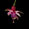 fucsia.jpg