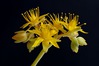 giallo-1.jpg
