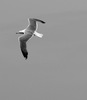 Nome del file=il_masso_bianco_e_nero.JPG
Dimensione del file=425KiB
Dimensioni=1531x1758
Aggiunta il=01 Dic 2014 il_masso_bianco_e_nero.JPG