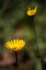 gitaFerie2009_flora1_web.jpg