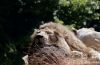 leone_300A_2x_web.jpg