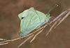 pieris-h.jpg