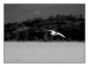 Nome del file=IMGP0370a.jpg
Dimensione del file=154KiB
Dimensioni=750x574
Aggiunta il=28 Ott 2008 IMGP0370a.jpg
