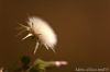 macro_162.jpg