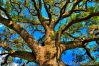 quercia_vallonea.jpg