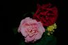 IMGP_le_rose04~0.jpg