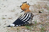 DBAB7995_upupa_r.jpg