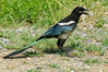 K0707123_gazza_r.jpg