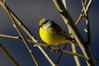 K3003647venturone_r.jpg