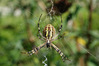 K3034302_argiope.jpg