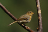 K3034795_pettirosso.jpg
