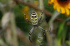 K3035056_argiope.jpg