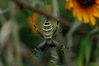 K3035061b_argiope.jpg