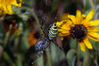 K3035129_argiope.jpg