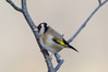 cardellino0293r.jpg