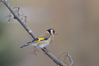 cardellino3001726r.jpg