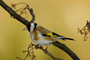 cardellino3002077r.jpg