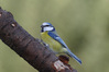 cinciarella3001706r.jpg