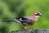 ghiandaia_K3018434_r.jpg