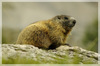 marmotta.jpg