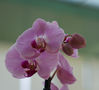 Summicron-2.jpg