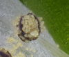 24-50mm_F5_6-crop.jpg