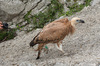 IMGP3132-Edit.jpg