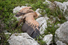 IMGP3144-Edit-Edit.jpg