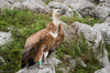 IMGP3150-Edit.jpg