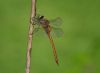 Aeshna_isosceles__3_r_2009_0608.JPG