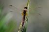 Crocothemis_erythraea__a_R_2009_0722.JPG