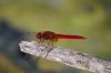 Crocothemis_erythraea__c9_R_M__2009_0622.JPG