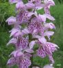 Dactylorhiza_maculata_19_2007_0519_RX.JPG