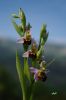 Ophrys_apifera_x1_2009_0514_RX.JPG