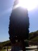 Albero.jpg
