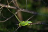 IMK27133_ramarro_ridotta.jpg