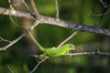 IMK27141_ramarro_ridotta.jpg